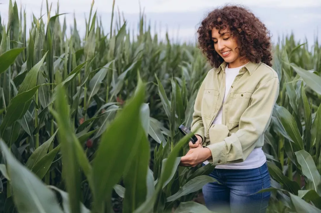Agronome examinant a la loupe des feuilles de mais dans un champ
