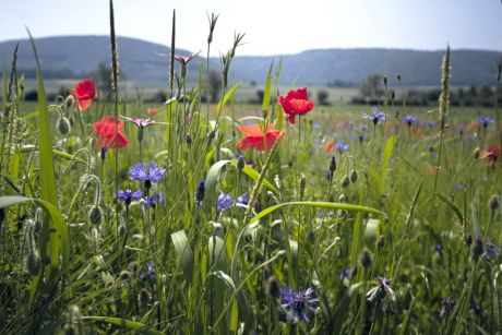 Biodiversität