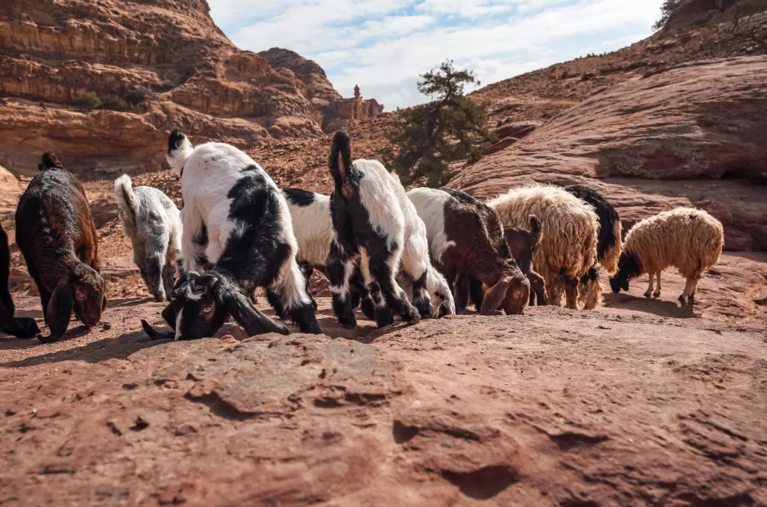 Chevres et moutons sur un sol desertique rocheux